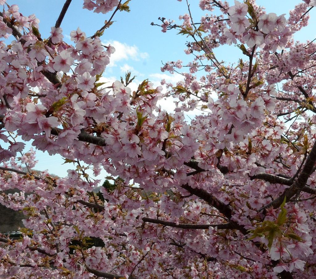 0315_sakura016.jpg